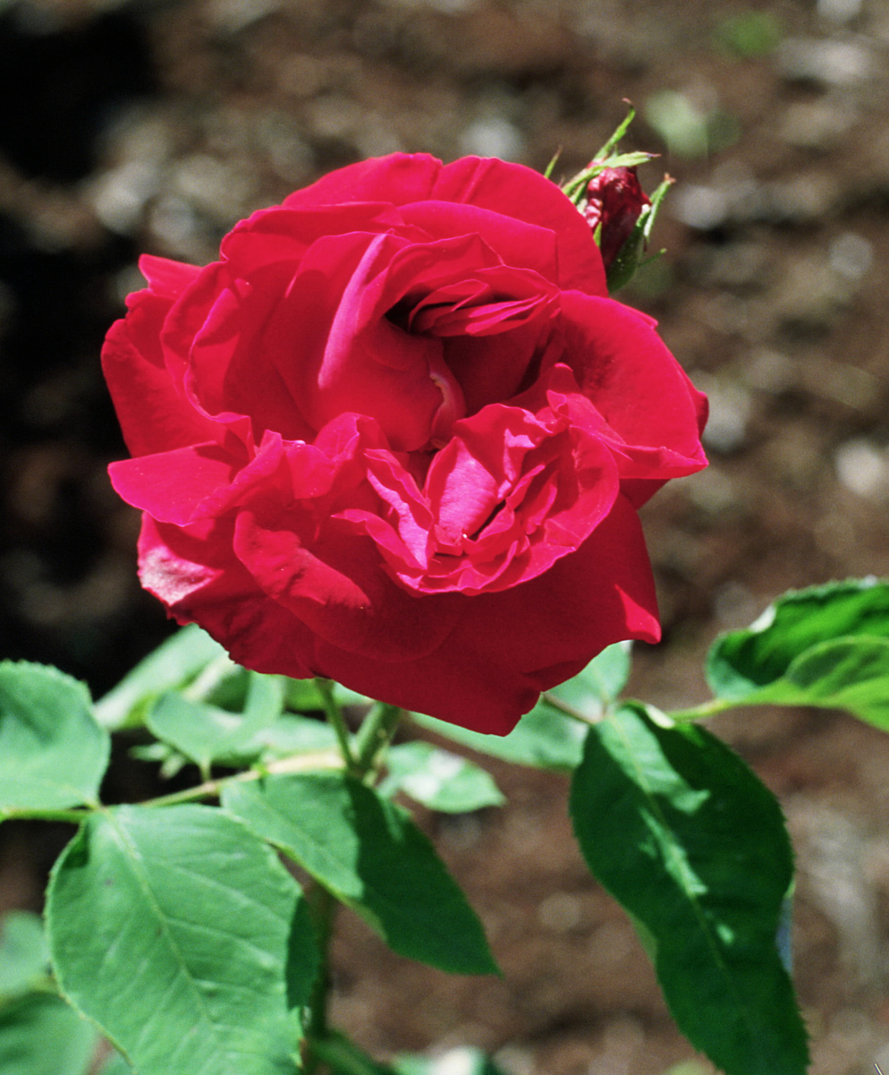 Rosa 'Général Jacqueminot'
