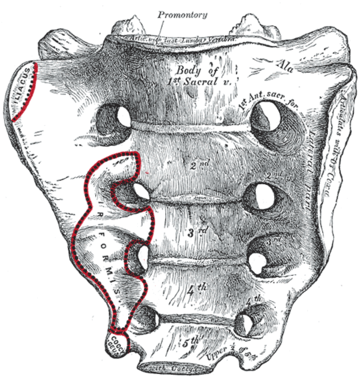 Sacrum, pelvic surface