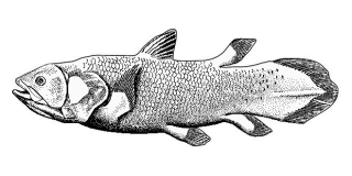 Sarcopterygii Wiki