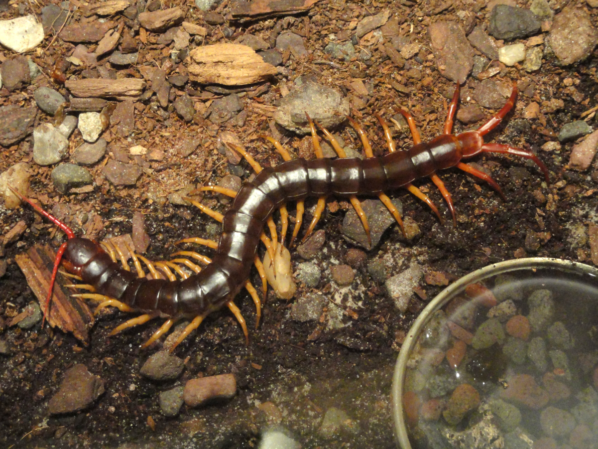 Scolopendra subspinipes