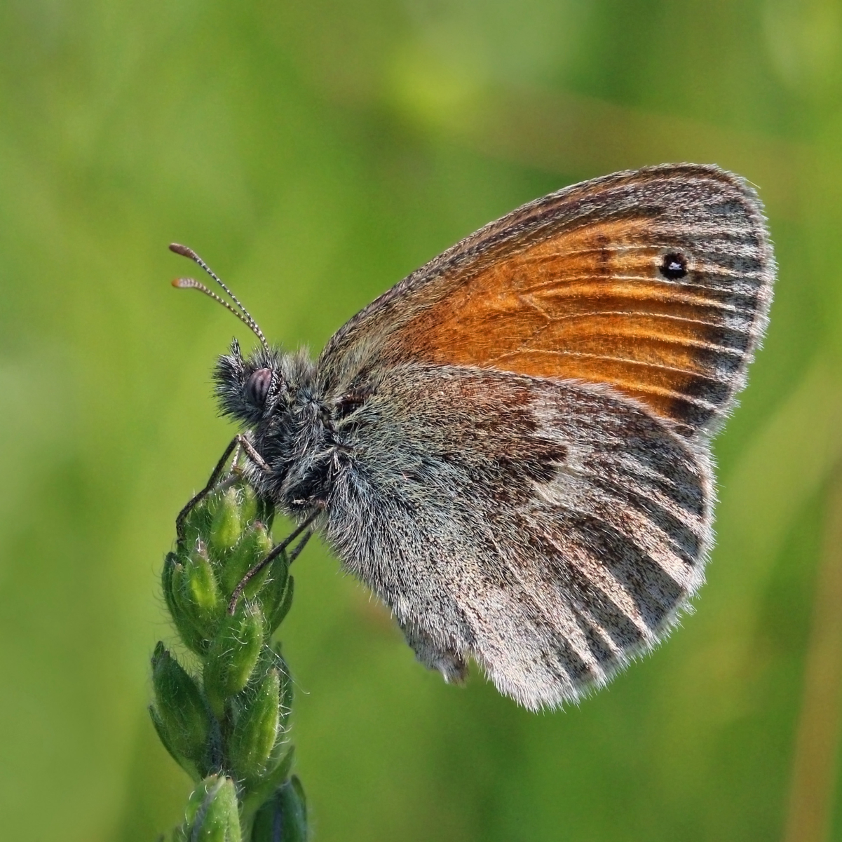 Small heath (butterfly)
