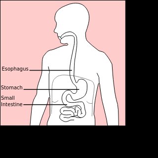 Stomach Wiki