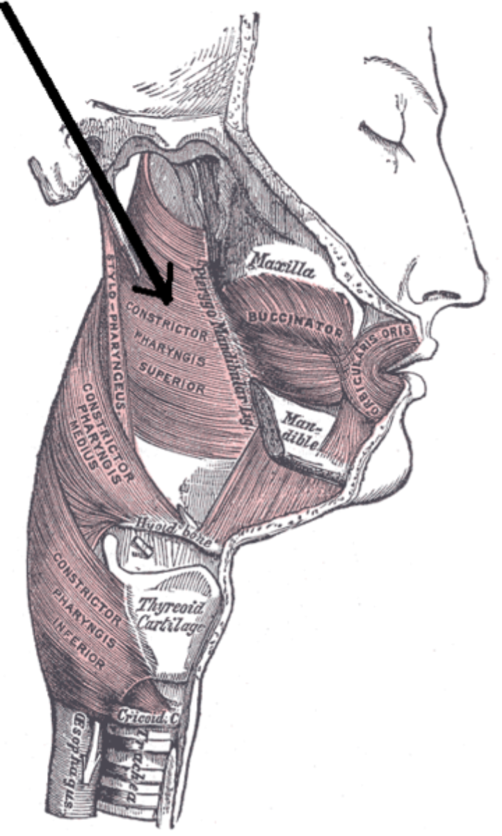 Muscles of the <a href="/content/Human_pharynx" style="color:blue">pharynx</a> and <a href="/content/Cheek" style="color:blue">cheek</a>.