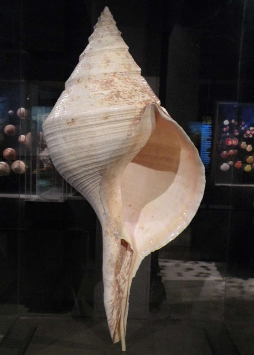 Syrinx aruanus