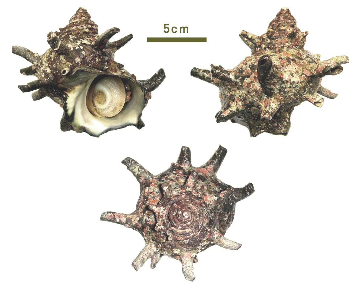 Turbinidae