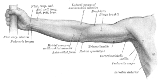 Upper limb Wiki