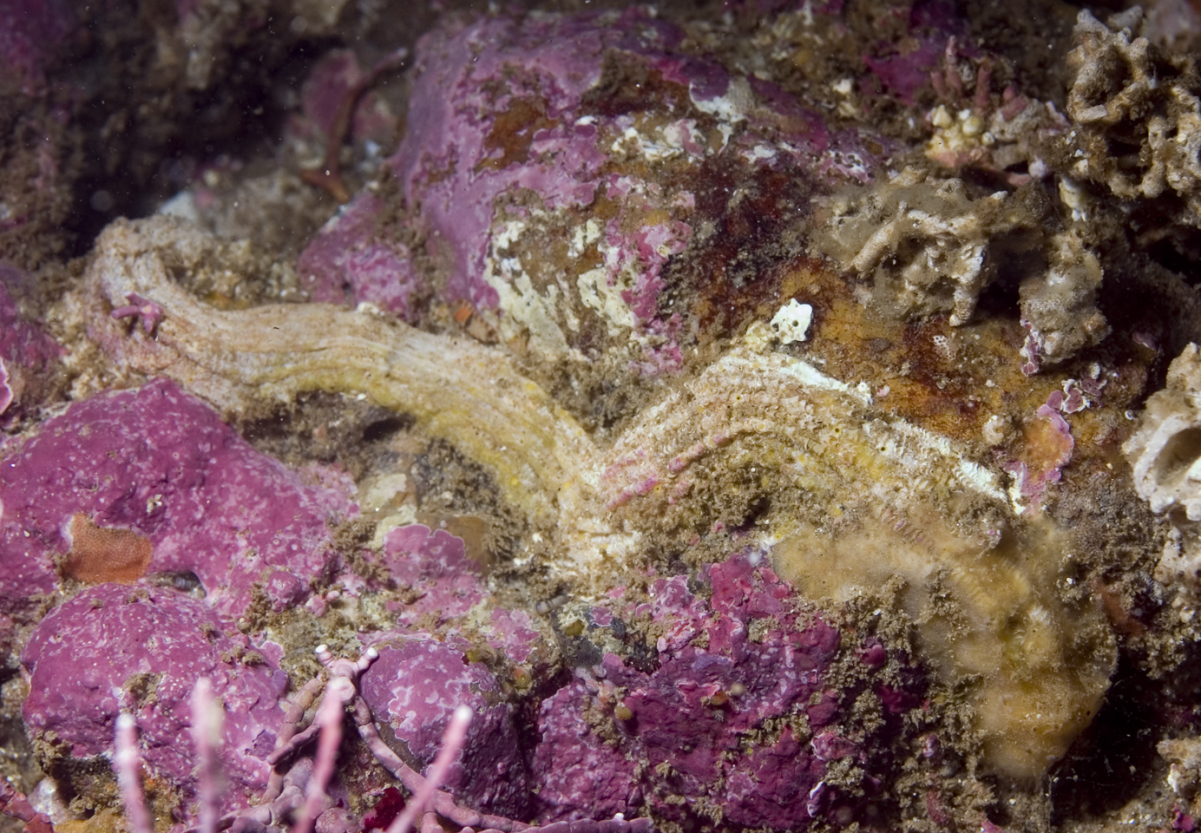 Vermetidae