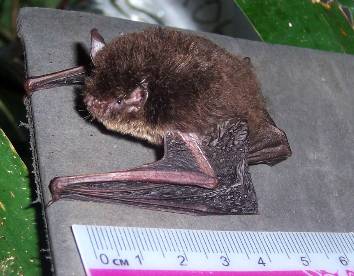 Wall-roosting mouse-eared bat