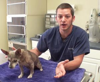 Veterinarians
