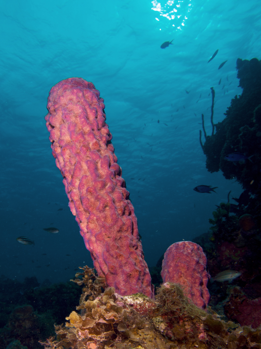Sponge